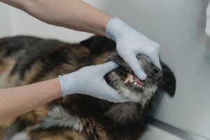 Sparkling Smiles, Healthier Lives: Exceptional Dental Care Services for Pets
